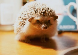 可爱娇小的刺猬图片