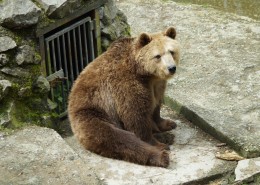 体型庞大的棕熊图片大全