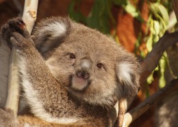 可爱的考拉图片大全