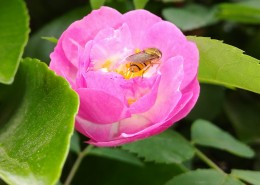 花朵上的小蜜蜂图片