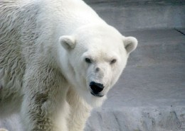 可爱的北极熊图片