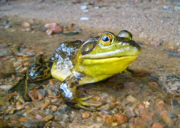 形态各异的青蛙图片