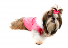 毛绒绒的西施犬图片