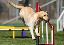 米白色拉布拉多犬图片