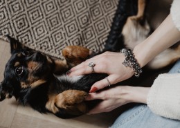 黑色的小狗图片大全