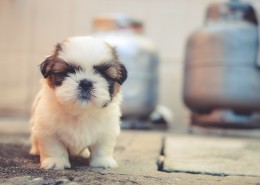 可爱的小奶狗图片