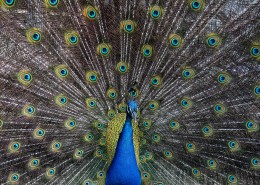 开屏的孔雀图片