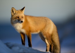 可爱的狐狸图片大全