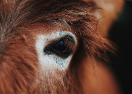 骏马的眼睛图片