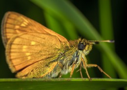 毛绒绒的飞蛾图片