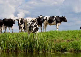 草地上的奶牛图片