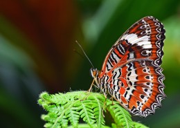 漂亮的蝴蝶图片