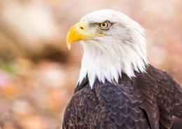 美国国鸟白头海雕图片大全