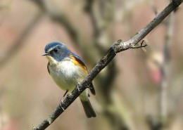 枝头上的红胁蓝尾鸲图片