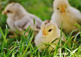 毛绒绒的小鸡仔图片