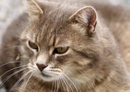 扭头张望的猫图片