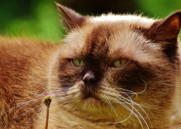 胖乎乎的猫咪图片大全