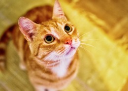 黄白相间的橘猫图片