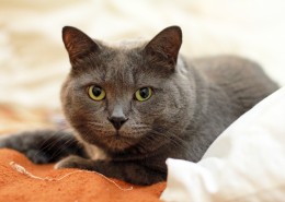 毛茸茸的猫咪图片