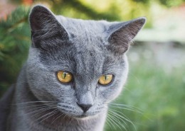 猫的头部特写图片