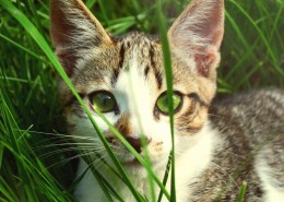 草丛里的猫咪图片