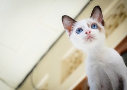 充满好奇的猫眼图片