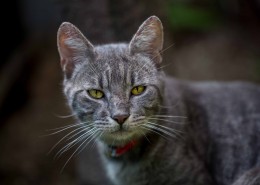 花灰色猫咪图片