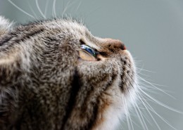 猫咪的侧脸特写图片