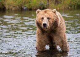 体型庞大的棕熊图片