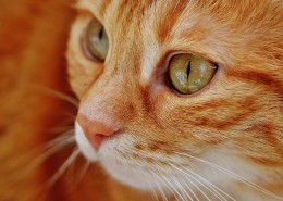 猫咪脸部特写图片