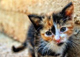 顽强生存的流浪猫图片