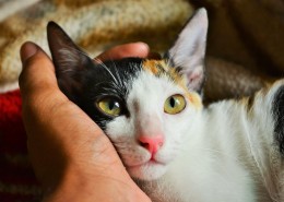 安静的猫咪图片