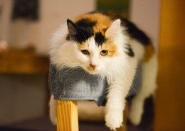 悠然自得的猫咪图片