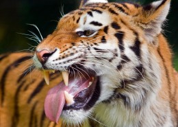 凶猛的老虎图片