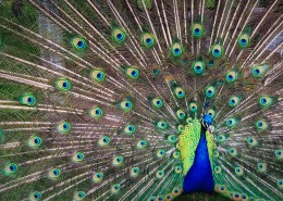 美丽的孔雀开屏图片