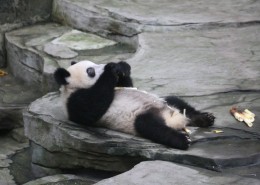 动物园饲养的可爱大熊猫图片