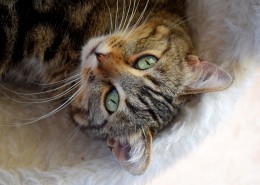 躺在地毯上的猫咪图片