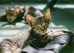 可爱的花灰色猫咪图片