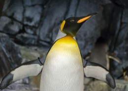 可爱的企鹅图片