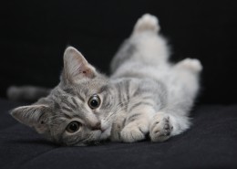 毛绒绒的幼猫图片