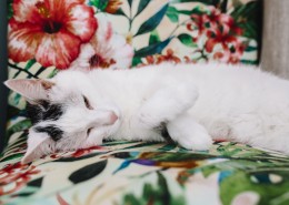 躺着沙发上的猫咪图片