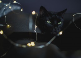 黑色的猫咪图片