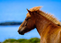 健壮的骏马图片