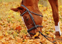 戴着低头革的骏马图片