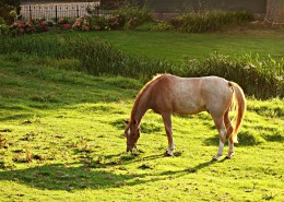 草地上的骏马图片
