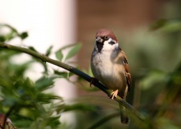 可爱的小麻雀图片
