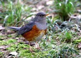 灰背鸫鸟类图片大全