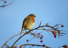 小巧可爱的知更鸟图片