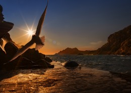 翱翔的海鸥的图片