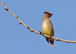 枝头的太平鸟图片